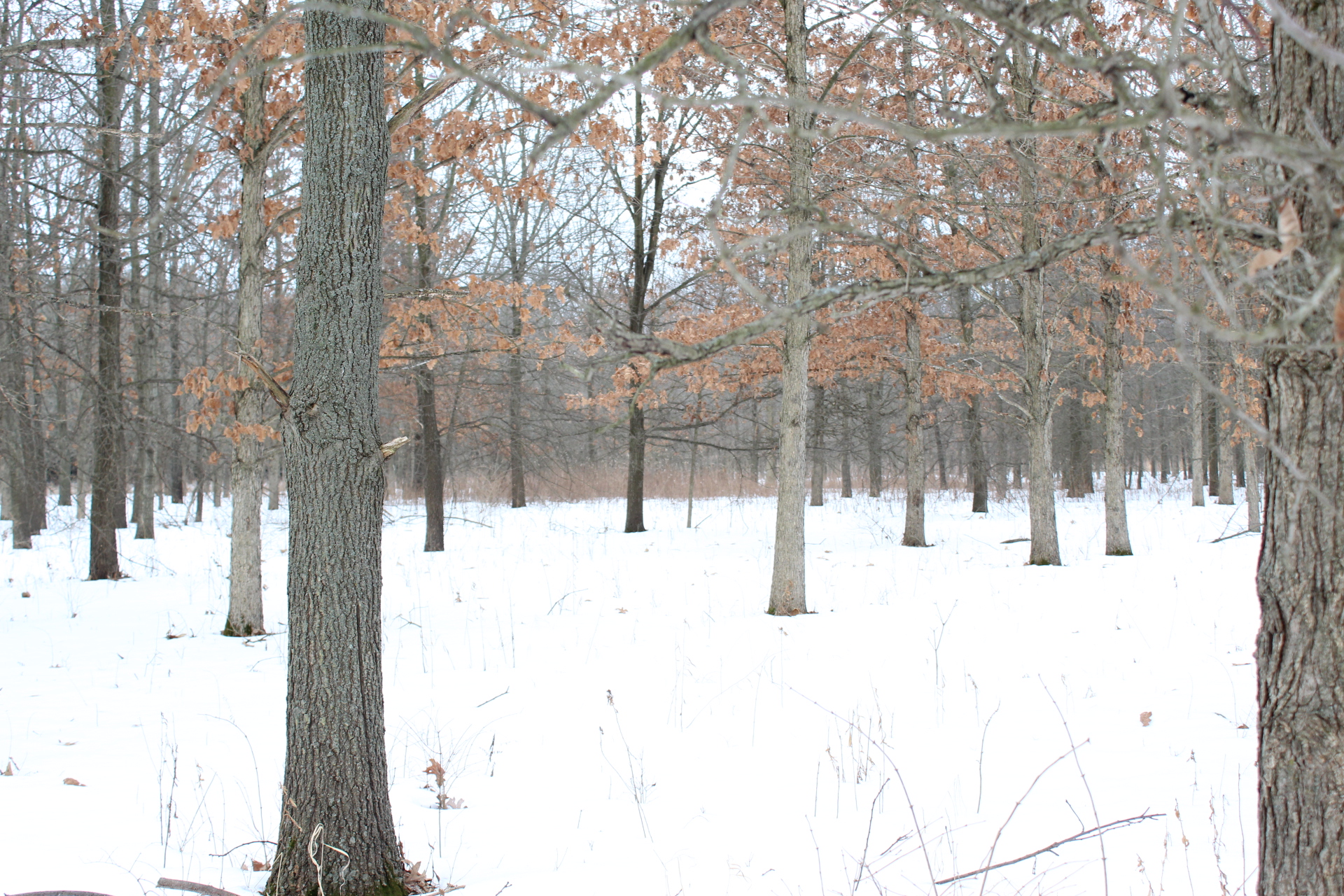 Snowy Woods